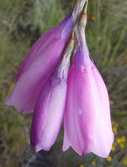 Dierama pulcherrimum