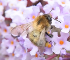 Bombus pascuorum