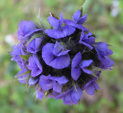 Psoralea sericea