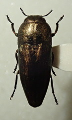 Sphenoptera barbarica