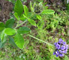 Psoralea sericea