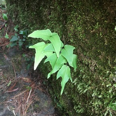 Cyrtomium caryotideum