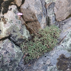 Dianthus graniticus
