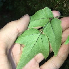 Cyrtomium caryotideum