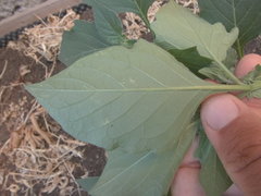Solanum