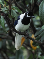 Cyanocorax mystacalis