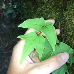 Cyrtomium caryotideum