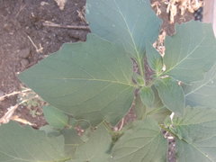 Solanum
