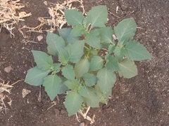 Solanum