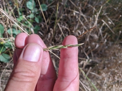 Thinopyrum intermedium intermedium