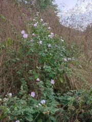 Malva thuringiaca
