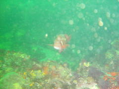 Chrysoblephus laticeps