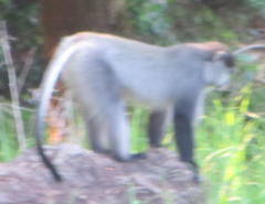 Cercopithecus mitis labiatus
