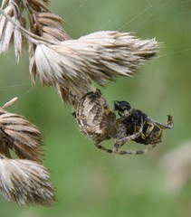 Araneus diadematus