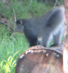 Cercopithecus mitis labiatus