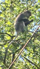 Cercopithecus mitis labiatus