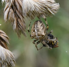 Araneus diadematus