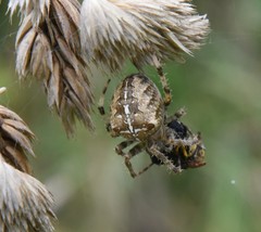 Araneus diadematus