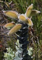 Podalyria hirsuta