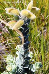 Podalyria hirsuta