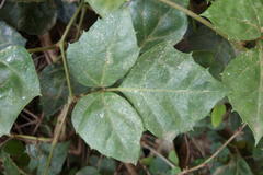 Rhoicissus rhomboidea