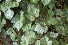 Rhoicissus rhomboidea