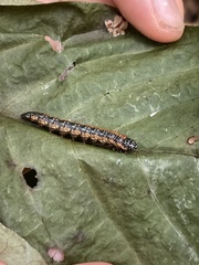 Omphalocera munroei