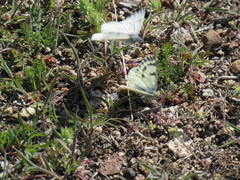 Pontia sisymbrii