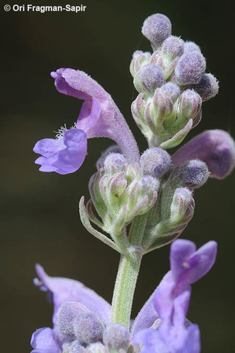 Nepeta curviflora Boiss.