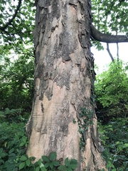 Acer pseudoplatanus