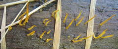 Calocera cornea image