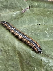 Omphalocera munroei