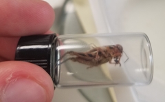 Melanoplus gladstoni