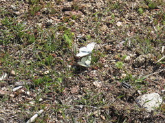 Pontia sisymbrii