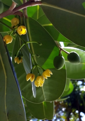 Noronhia emarginata
