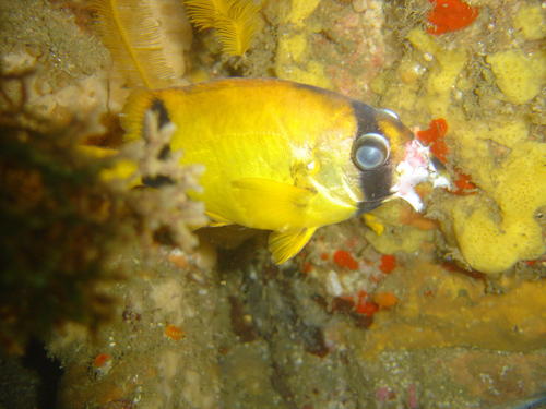 Oplegnathus conwayi