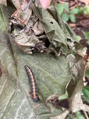 Omphalocera munroei