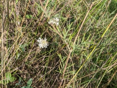 Scabiosa praemontana