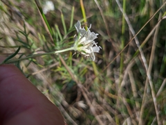 Scabiosa praemontana