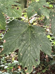 Acer pseudoplatanus