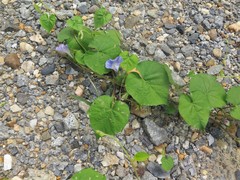 Ipomoea hederacea integriuscula