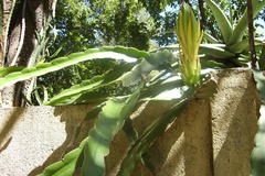 Selenicereus undatus
