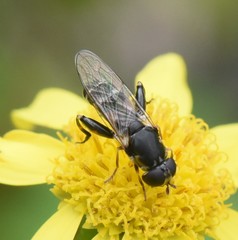 Syritta pipiens