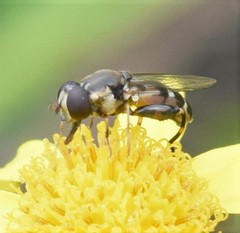 Syritta pipiens