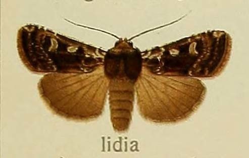 Euxoa lidia