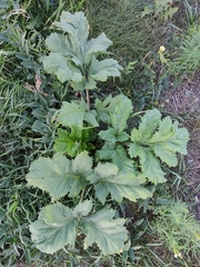 Heracleum sosnowskyi