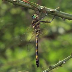 Phyllomacromia picta