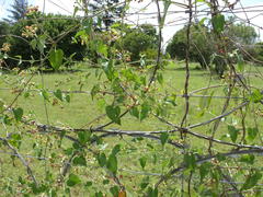 Pentarrhinum insipidum