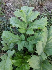 Heracleum sosnowskyi
