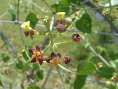Pentarrhinum insipidum